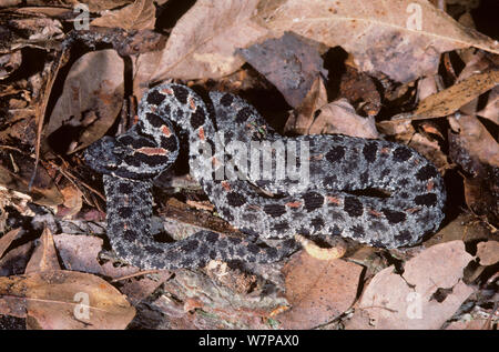 Dusky Pygmy Klapperschlange (Sistrurus miliarius barbouri) im Blatt Wurf, North Florida, USA Stockfoto