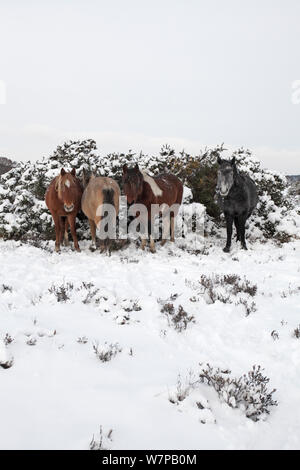 Vier New Forest Ponys Zuflucht von einem kalten Wind neben schneebedeckten Ginster Büschen und Heide bei Ocknell Plain, New Forest National Park, Hampshire, England, UK, Dezember Stockfoto