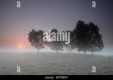 Gruppe von Silber Birken (Betula pendula) auf Nebel Heide bei Sonnenaufgang in der Nähe von Shatterford unten, New Forest National Park, Hampshire, England, Großbritannien, September 2011 Stockfoto