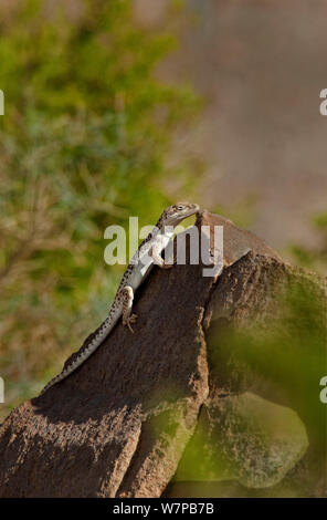 Spitzzange leopard Lizard (Gambelia wislizeni) Sitzstangen auf einem großen Felsen in Laurel Canyon, Inyo County, Kalifornien, USA Stockfoto