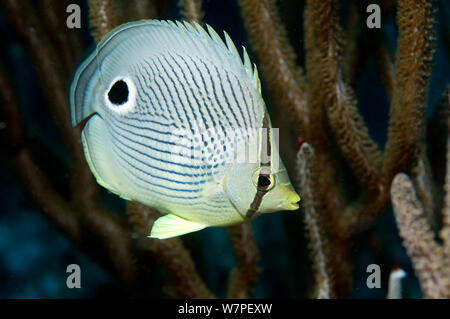 Foureye Falterfische (Chaetodon capistratus) Gemeinsame butterfly Fisch in der Karibik, Tobago. Karibik. Stockfoto