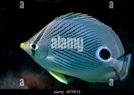 Foureye Falterfische (Chaetodon capistratus) Tobago, Karibik. Stockfoto