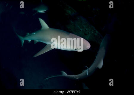 Riffhai (Carcharhinius perezii) auf Wrack bei Nacht, Bahamas, Karibik Stockfoto