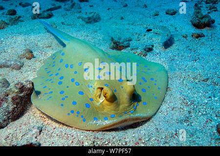 Blaupunktrochen (Taeniura lymma) Fütterung mit Sand Barsch (Pinguipedidae) Rotes Meer. Stockfoto
