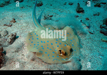 Blaupunktrochen (Taeniura lymma) Fütterung mit Sand Barsch (Pinguipedidae) Rotes Meer. Stockfoto