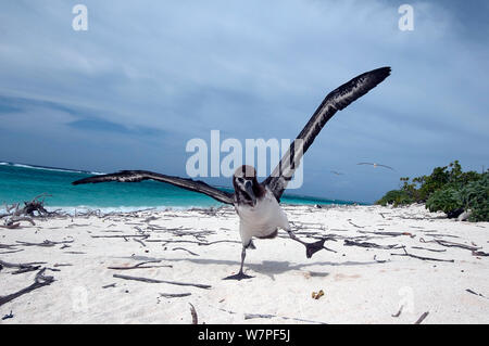Laysan Albatrosse (Phoebastria immutabilis) juvenile Landung, Laysan, Hawaii Stockfoto