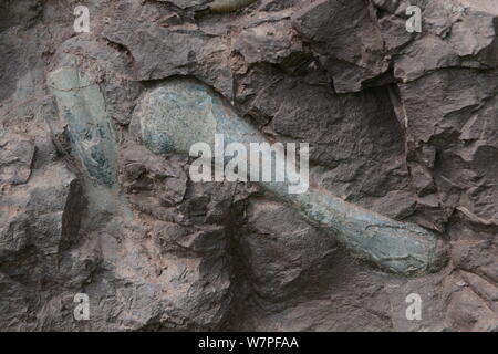 Blick auf Dinosaurier Fossilien in einer Wand 150 Meter lang, 2 Meter tief und 8 Meter hoch, an der Ausgrabungsstätte in Laojun Dorf, Pu'eine Stadt konzentriert Stockfoto