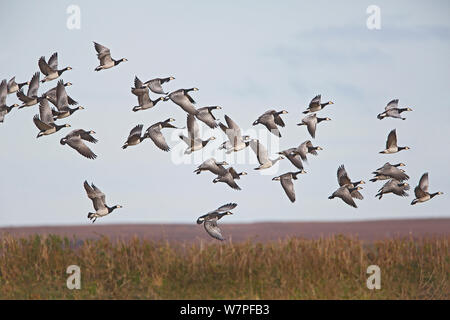 Nonnengänse (Branta leucopsis) Taking Flight am Loch Gruinart RSPB Reservat Islay Schottland, Großbritannien, Oktober Stockfoto