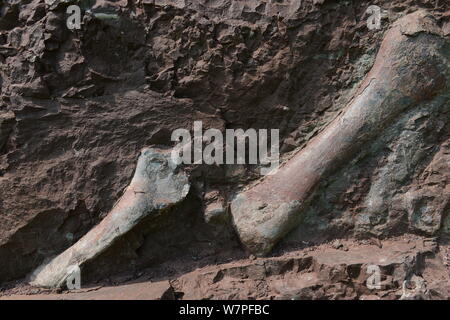 Blick auf Dinosaurier Fossilien in einer Wand 150 Meter lang, 2 Meter tief und 8 Meter hoch, an der Ausgrabungsstätte in Laojun Dorf, Pu'eine Stadt konzentriert Stockfoto