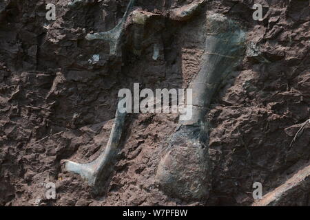 Blick auf Dinosaurier Fossilien in einer Wand 150 Meter lang, 2 Meter tief und 8 Meter hoch, an der Ausgrabungsstätte in Laojun Dorf, Pu'eine Stadt konzentriert Stockfoto