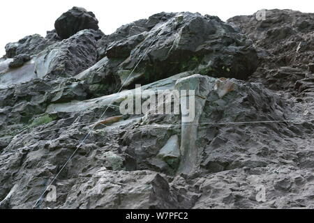 Blick auf Dinosaurier Fossilien in einer Wand 150 Meter lang, 2 Meter tief und 8 Meter hoch, an der Ausgrabungsstätte in Laojun Dorf, Pu'eine Stadt konzentriert Stockfoto