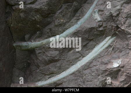 Blick auf Dinosaurier Fossilien in einer Wand 150 Meter lang, 2 Meter tief und 8 Meter hoch, an der Ausgrabungsstätte in Laojun Dorf, Pu'eine Stadt konzentriert Stockfoto