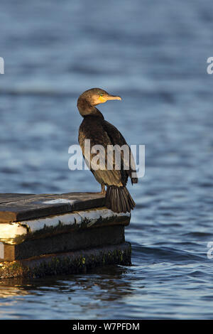 Kormoran (Phalacrocorax carbo) am Steg in den See see in der frühen Morgensonne Wirral thront, Merseyside, UK, Dezember Stockfoto