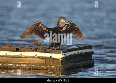 Kormoran (Phalacrocorax carbo) putzen, während Flügel trocknen auf Steg in den See see in der frühen Morgensonne Wirral thront, Merseyside, UK, Dezember Stockfoto