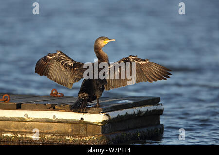 Kormoran (Phalacrocorax carbo) Flügel trocknen auf Steg in den See see in der frühen Morgensonne Wirral thront, Merseyside, UK, Dezember Stockfoto