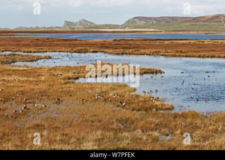 Verschiedene Arten von Gänsen einschließlich graugänse (Anser anser) und White fronted Gänse (Anser Albifrons) auf dem Loch Gorm Islay Schottland, Großbritannien, Oktober Stockfoto