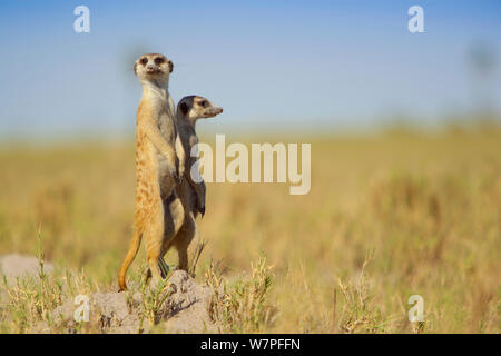 Zwei Erdmännchen (Suricata suricatta) Erdmännchen, in Alert ständigen Stellen in ihrem Hoheitsgebiet surverying am Rande der Makgadikgadi Pans National Park, Botswana, April. Stockfoto