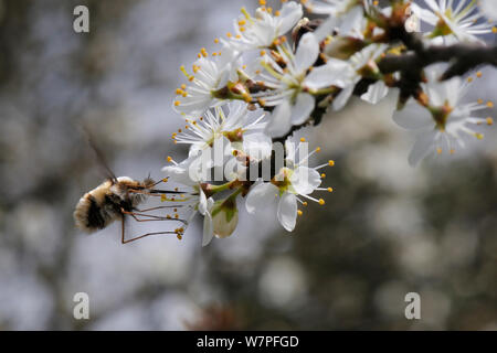 Gemeinsame biene Fliege (Bombylius major) Schweben von schlehe Blühen zu füttern (Prunus spinosa), Wiltshire, UK, April. Stockfoto