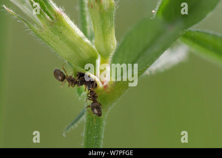 Zwei Garten schwarz Garten Ameisen (Lasius Niger) Beschickung von extrafloralen Nektarien auf Stammzellen von gemeinsamen Wicke (Vicia sativa), Kreide Grünland Wiese, Wiltshire, UK, Mai. Stockfoto