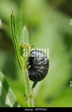 Larven der blutigen Nase Käfer (Timarcha tenebricosa) über zu verpuppen sich auf seine Nahrung Goose Grass/Hackmesser (Galium aparine) am Rande der Kreide Grünland Wiese, Wiltshire, UK, Mai. Stockfoto