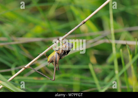 Männliche Dunklen bush Cricket (Pholidoptera griseoaptera) mit der Oberseite nach unten auf einen toten Gras Stamm, Kreide Grünland Wiese, Wiltshire, August, Großbritannien festhalten. Stockfoto