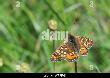 Marsh fritillary Schmetterling (Euphydryas aurinia) ruht auf tote Pflanze Stammzellen in einer Kreide Grünland Wiese, Wiltshire, UK, Mai. Stockfoto