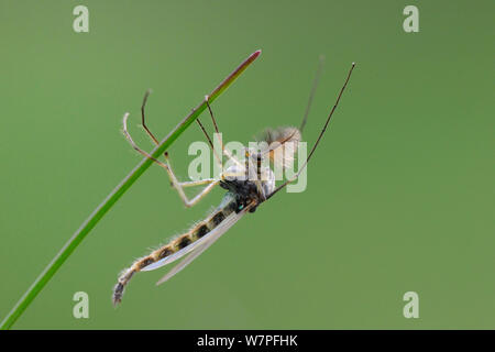 Männliche nicht beißen (chironomid midge Chironomus sp.) mit Plumose Antennen ruht auf einem tote Pflanze Stengel auf Heideflächen, Sandy, Bedfordshire, UK, April. Stockfoto