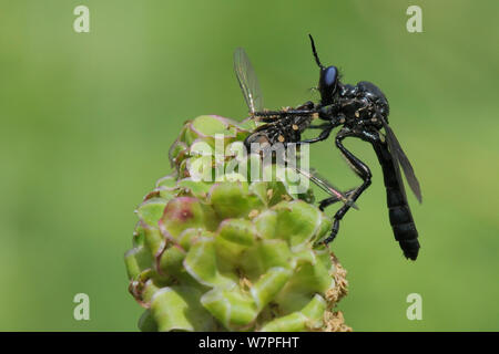 Violett Schwarz-legged Räuber fliegen (Dioctria atricapilla) mit einem Hoverfly als Beute, Kreide Grünland Wiese, Wiltshire, UK, Juni. Stockfoto