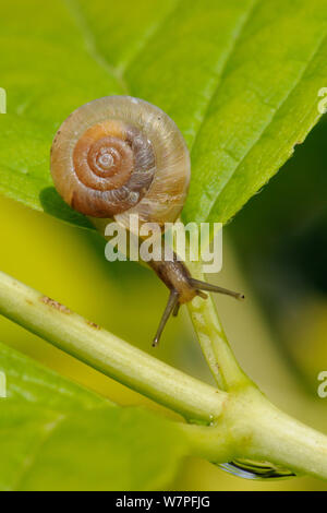 Erdbeere Schnecke (Trochulus striolatus) über ein Mock orange Blatt in einem Wiltshire Garten nach Regen, Großbritannien, Juli. Stockfoto