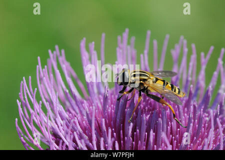 Sunfly (Helophilus pendulus) Fütterung mit Woolly thistle Blume (Cirsium eriophorum), Kreide Grünland Wiese, Wiltshire, UK, August. Stockfoto