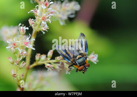 Parasit Fly/Tachinid fliegen (Phasia hemiptera) ein parasit von shieldbugs, Fütterung auf ornamentale Blumen, Wiltshire, UK, August. . Eigentum veröffentlicht. Stockfoto