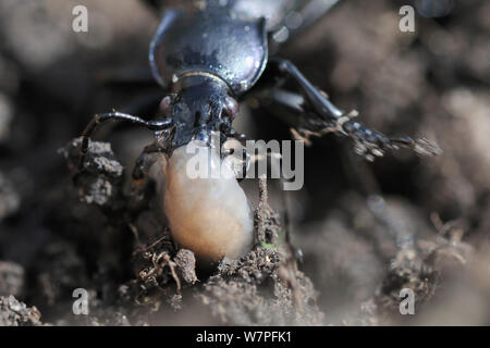 Violett Masse Käfer (Carabus violaceus) Angriff auf eine kleine graue Feld slug/verrechnet Slug (Deroceras reticulatum), Hertfordshire, UK, August. Stockfoto