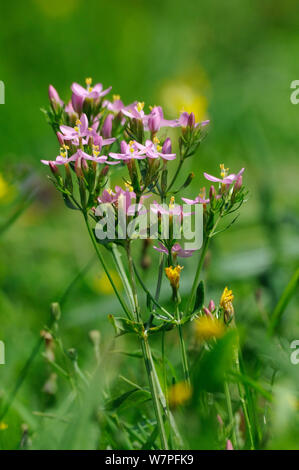 Gemeinsame centaury (centaurium Erythraea) Blühende in einem Kreide Grünland Wiese, Wiltshire, UK, August. Stockfoto