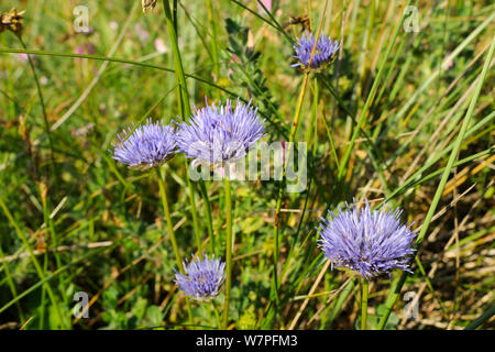 Schaf bit/Schaf bit scabious (Jasione montana) Blühende auf eine stabile Coastal Sand dune unter Marram Gras (Ammophila arenaria), Halbinsel Gower, Wales, Großbritannien, Juli. Stockfoto