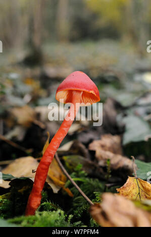 Scarlet Haube Pilz/waxcap (Hygrocybe coccinea) in Sommergrünen Wäldern, Somerset, UK, November. Stockfoto