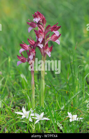 Rosa Schmetterling (Anacamptis papilionacea) Nordosten San Nicandro Garganico, Gargano, Italien, April Stockfoto