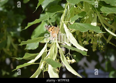 Linde und Blüten. Ein Schmetterling Pollen sammeln. Vanessa cardui, Painted Lady Butterfly On linden Blumen closeup Stockfoto