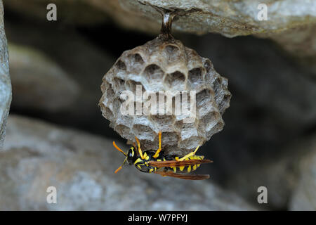 Paper Wasp (feldwespe Gallicus) am Nest, nördlich von San Nicandro Garganico, Gargano, Italien, April. Stockfoto