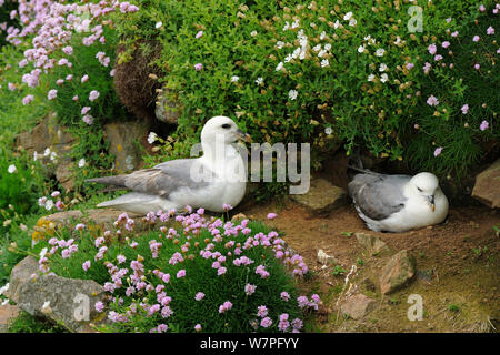 Northern Eissturmvogel (Fulmarus glacialis) nesting Pair, Saltee Inseln, County Wexford, Irland, Juni Stockfoto