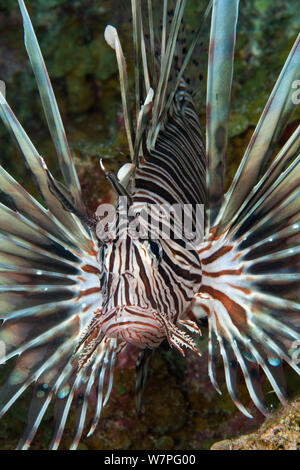 Red Rotfeuerfische (Pterois volitans) Jugendkriminalität, eine invasive Arten, die in der West Atlantic, Bonaire, Niederländische Antillen, Karibik Stockfoto