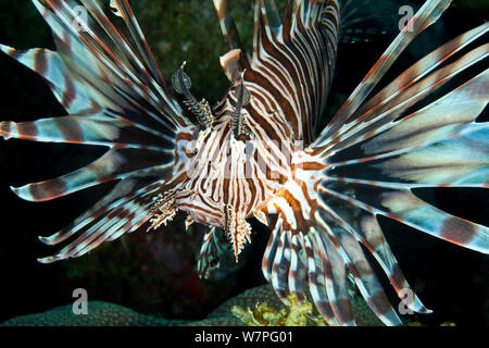 Red Rotfeuerfische (Pterois volitans) Jugendkriminalität, eine invasive Arten, die in der West Atlantic, Bonaire, Niederländische Antillen, Karibik Stockfoto