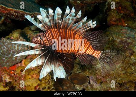 Red Rotfeuerfische (Pterois volitans) eine invasive Arten im westlichen Atlantik, Bonaire, Niederländische Antillen, Karibik Stockfoto