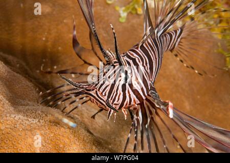 Red Rotfeuerfische (Pterois volitans) Jugendkriminalität, eine invasive Arten, die in der West Atlantic, Bonaire, Niederländische Antillen, Karibik Stockfoto