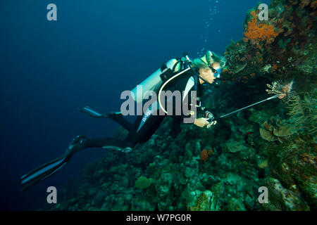 Tauchlehrer Jagd Rotfeuerfische (Pterois volitans), eine invasive Arten, die in den Atlantik, Bonaire, Niederländische Antillen, Karibik, Februar 2012, Modell freigegeben wurde freigegeben Stockfoto