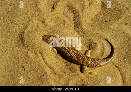 Sandfish (Scincus albifasciatus) grabend unter Sand, Erg Chigaga, Marokko Stockfoto