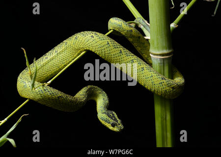 Nitsche Bush Viper (Atheris nitschei) unverlierbaren, aus Uganda und der Demokratischen Republik Kongo Stockfoto