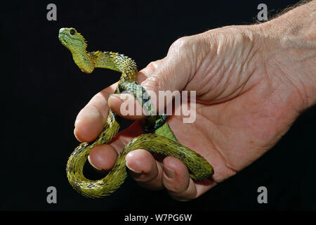 Hairy bush Viper (Atheris Hispida) in der Hand gehalten, Captive aus Zentralafrika Stockfoto