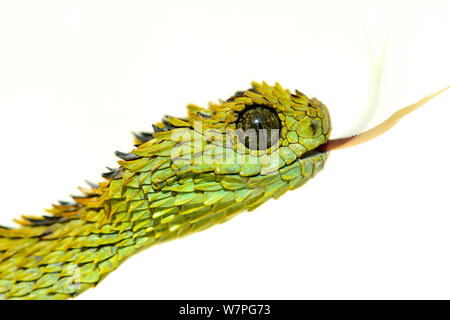 Hairy bush Viper (Atheris Hispida) Porträt, Captive aus Zentralafrika Stockfoto