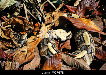 West African aus Okumen Viper (Bitis Nashorn) in den Blättern versteckte, Captive aus Westafrika Stockfoto