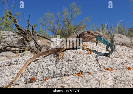 Sonoran collared Lizard (Crotaphytus nebrius) Essen einer reich verzierten Baum Lizard (Urosaurus ornatus) Organ Pipe Cactus National Monument, Arizona, USA, April. Kontrollierten Bedingungen Stockfoto